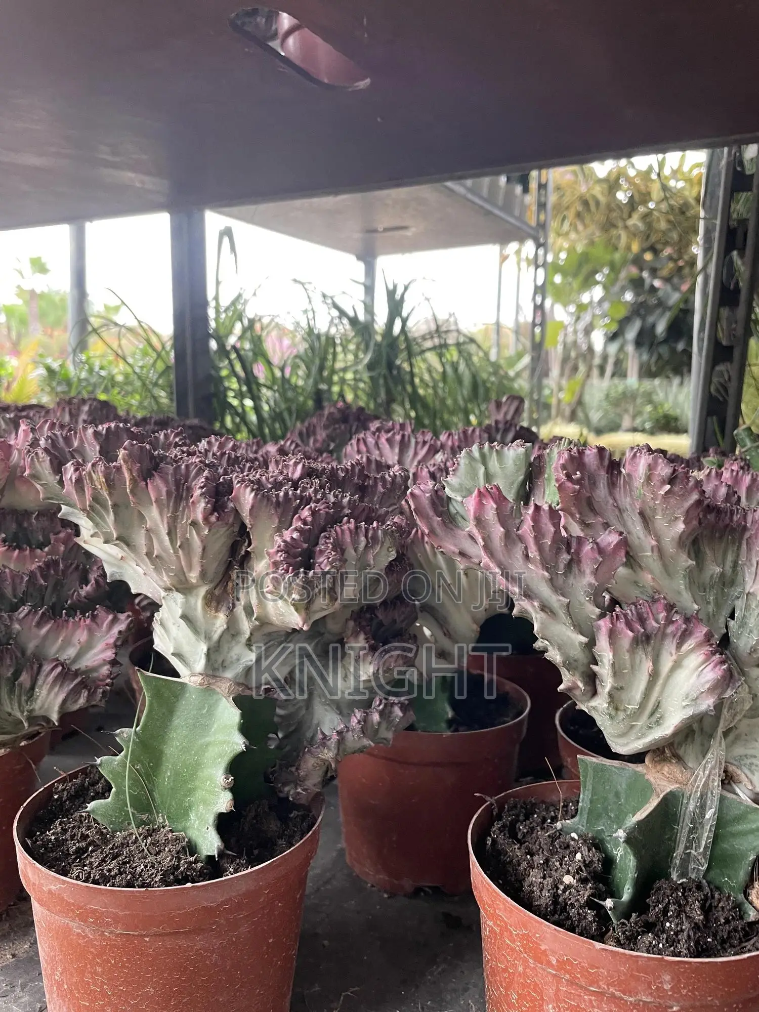 Syngonium Pink Flower Plant