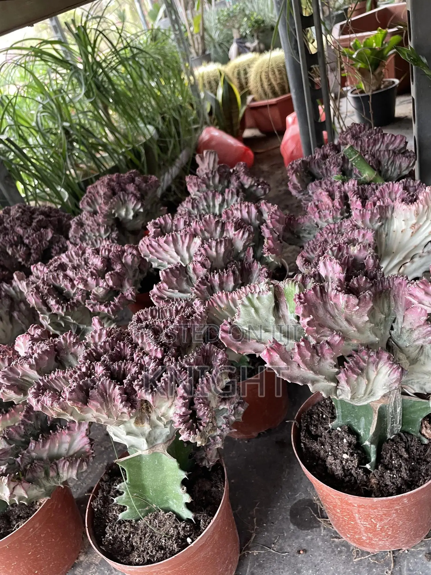 Syngonium Pink Flower Plant