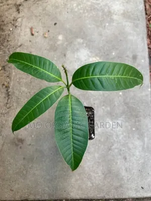 Alphonso Mango Plant Seedling