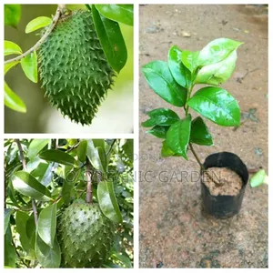 Giant Soursop Plant Seedling