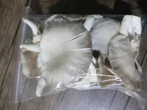 Oyster Mushroom