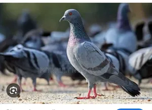 Male Doves