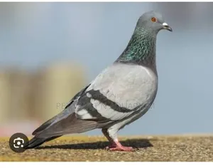 Female Pigeon