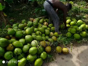 Sale of Coconut