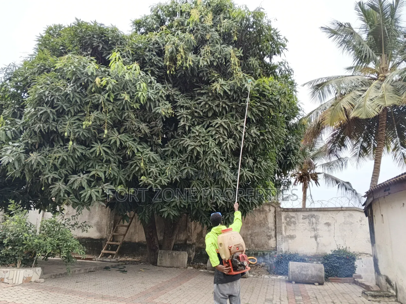 Trees,Gardens,Kitchen,Homes,Guitars Fumigation