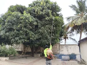 Trees,Gardens,Kitchen,Homes,Guitars Fumigation