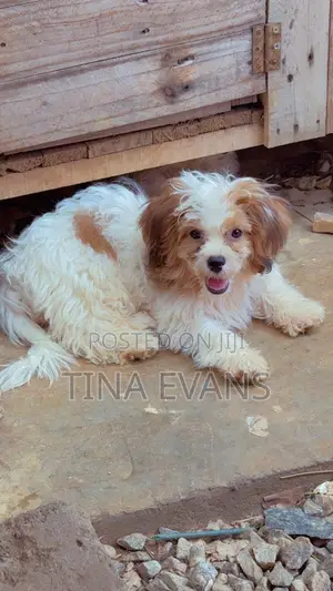 3-6 months Female Purebred Poodle