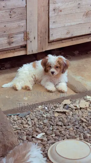 3-6 months Female Purebred Poodle