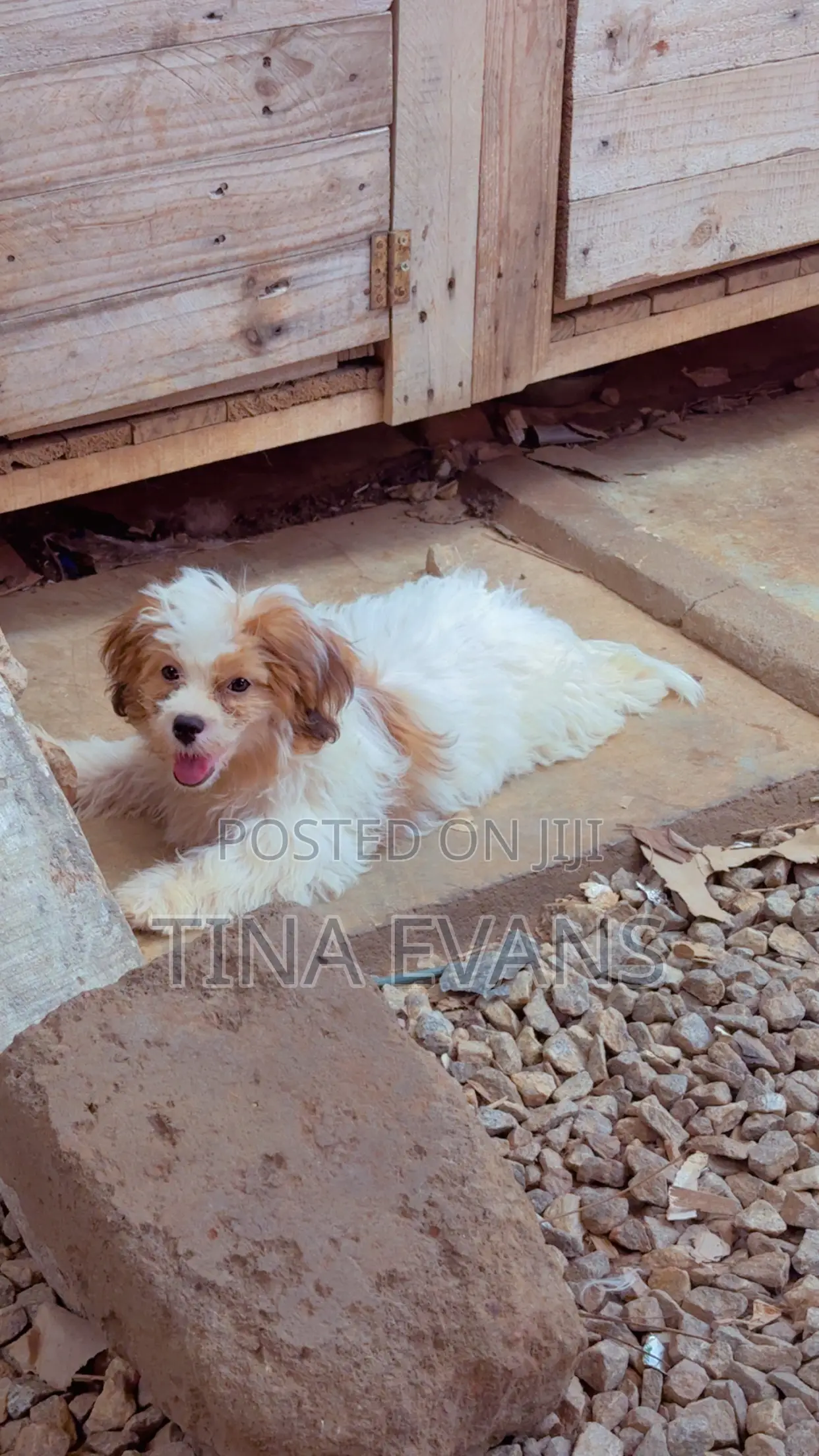 3-6 months Female Purebred Poodle