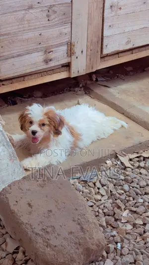3-6 months Female Purebred Poodle