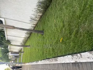 Green Grass and Flower
