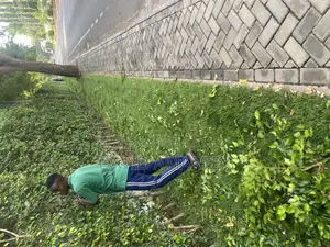 Green Grass and Flower
