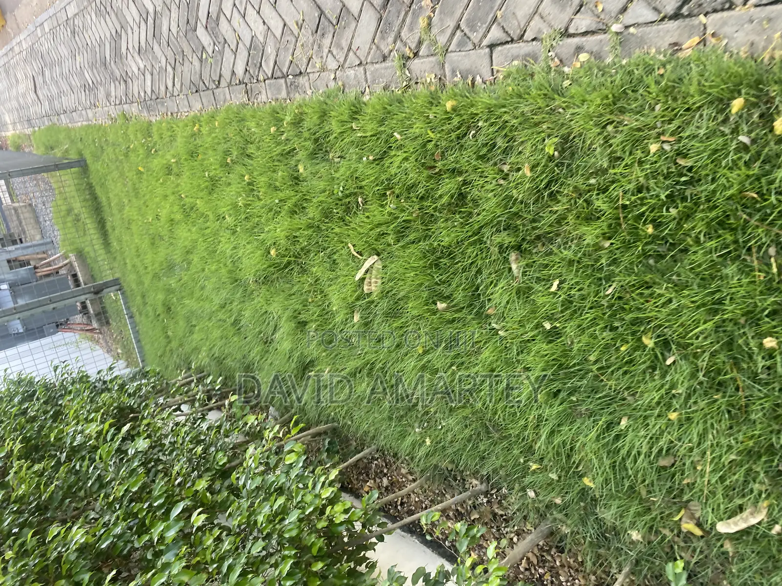 Green Grass and Flower