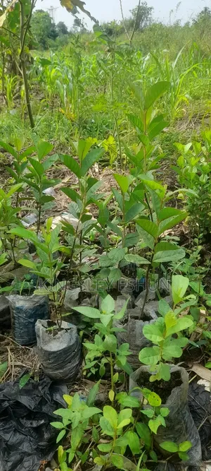 Big Guava Seedlings