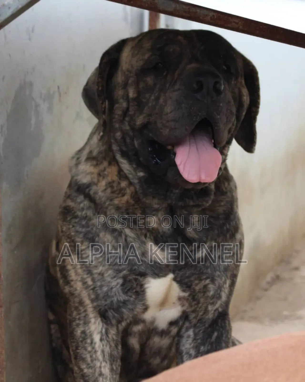 1-3 months Male Purebred Boerboel