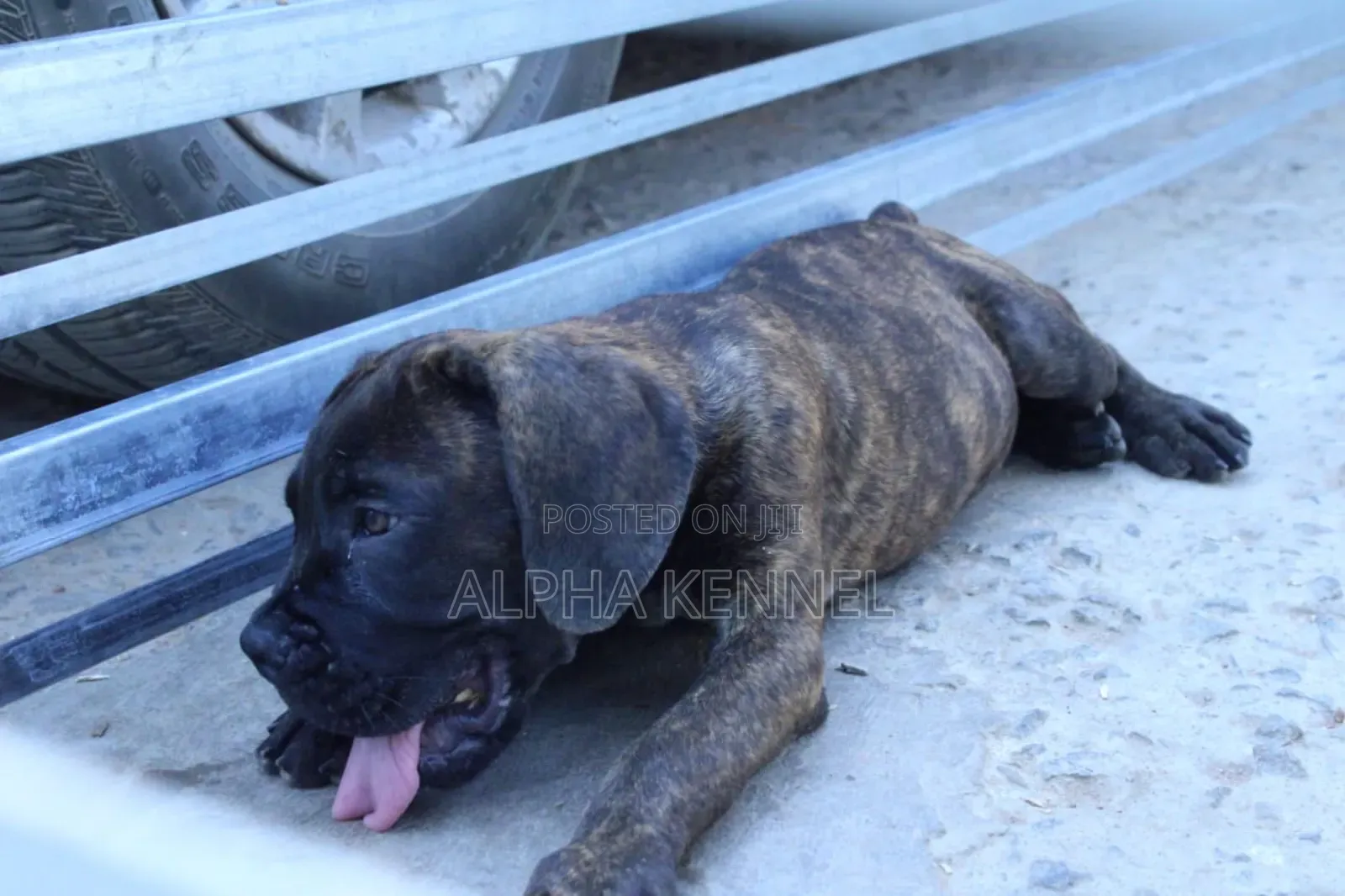 1-3 months Male Purebred Boerboel