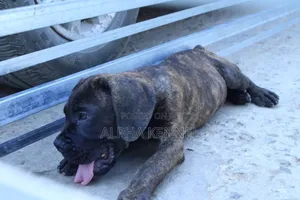 1-3 months Male Purebred Boerboel