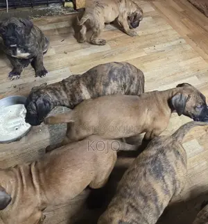 0-1 month Male Purebred Dog