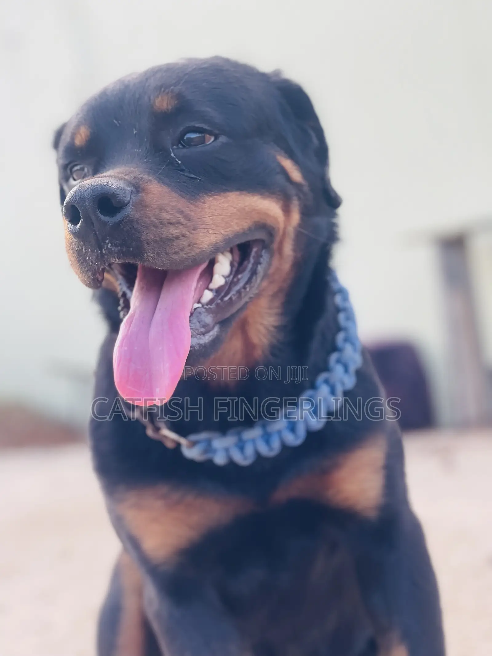 1+ year Male Purebred Rottweiler