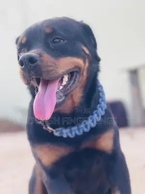 1+ year Male Purebred Rottweiler