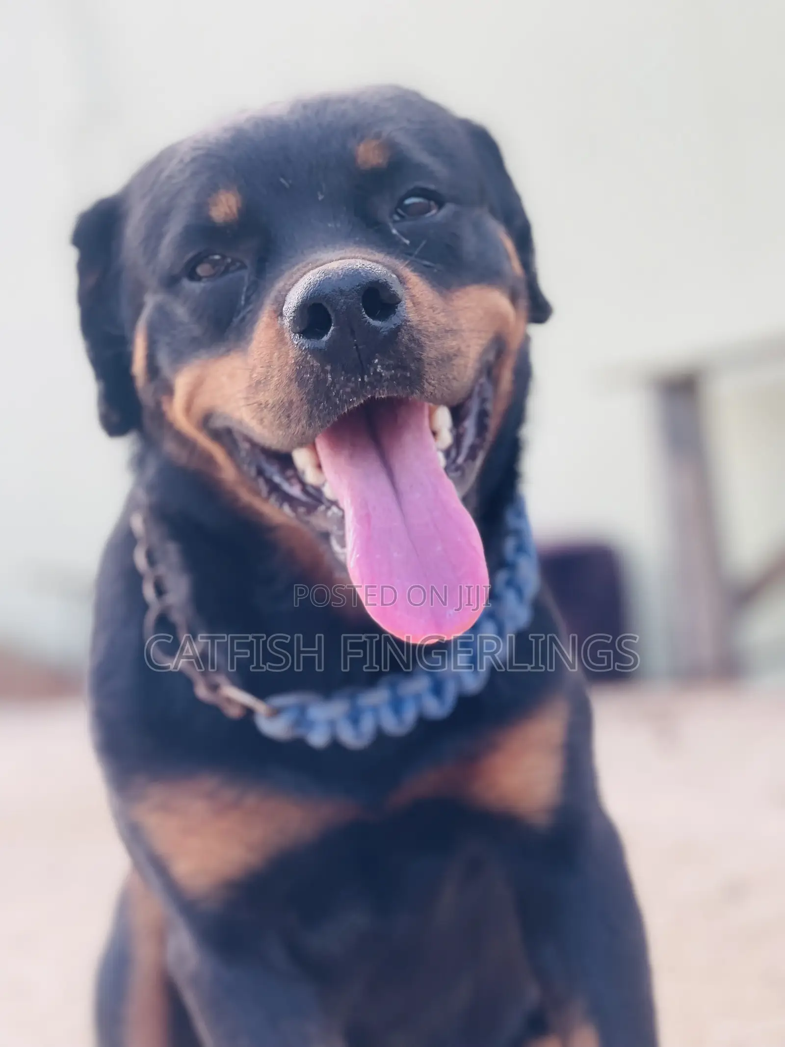 1+ year Male Purebred Rottweiler