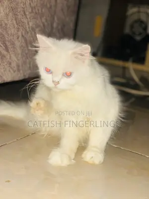 1+ year Male Purebred Persian