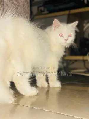 1+ year Male Purebred Persian