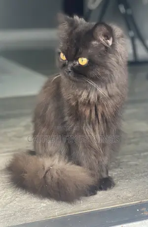 1+ year Female Purebred Persian
