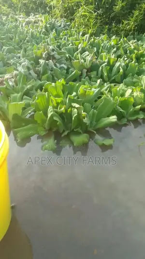 Apex Water Letuce, for Catfish, Pigs, Ducks, Cattle Goats Sheep Etc