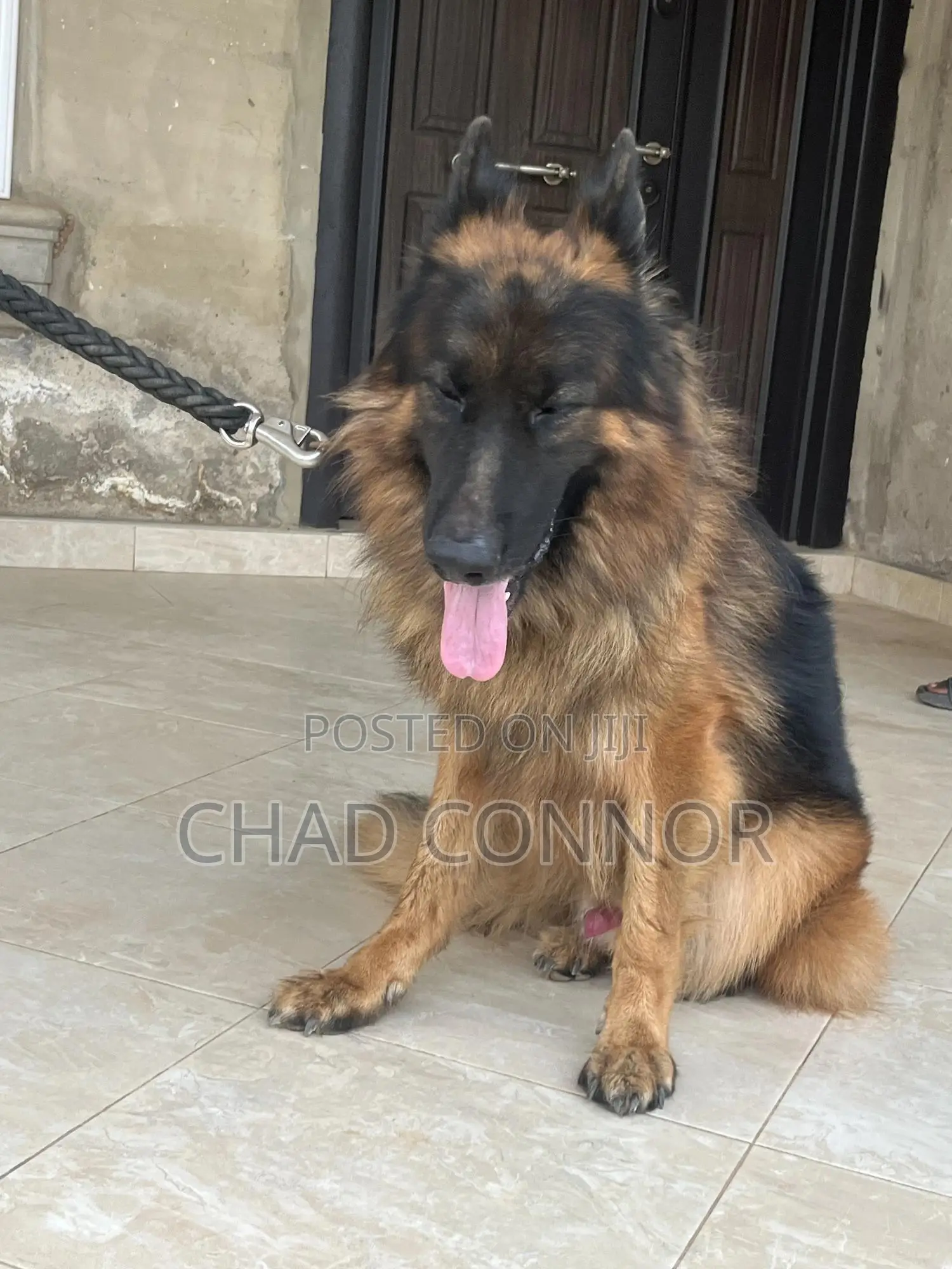 6-12 months Male Purebred German Shepherd