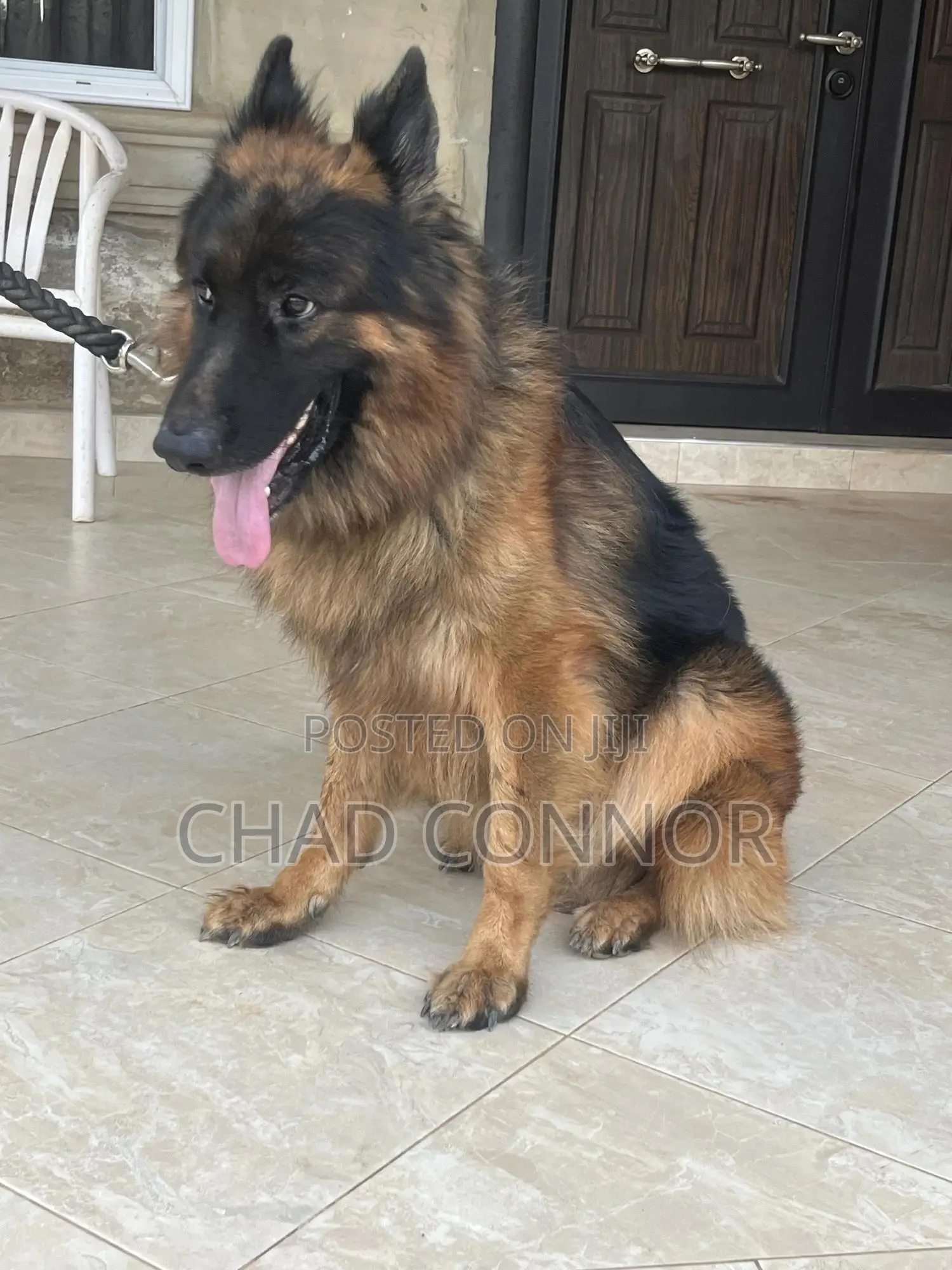 6-12 months Male Purebred German Shepherd