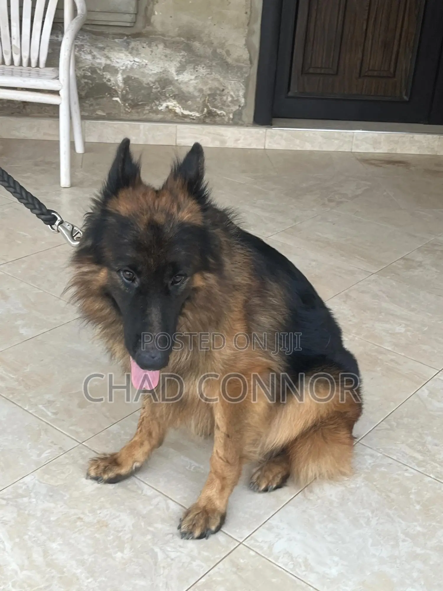 6-12 months Male Purebred German Shepherd