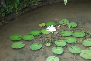 Water Lily For Aquarium & Fish Ponds Ghana