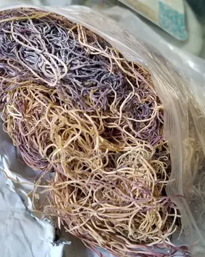 Honduran Seamoss, The Only Sea Vegetable Dr Sebi Used To Heal. Nofake