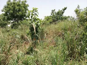 Plot of Land for Sale at Abuakwa