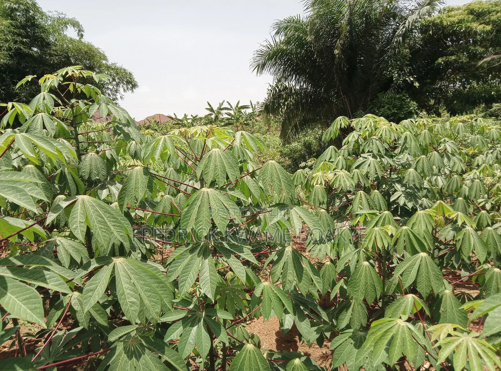 Half Plot of Land for Sale at Abuakwa DKC