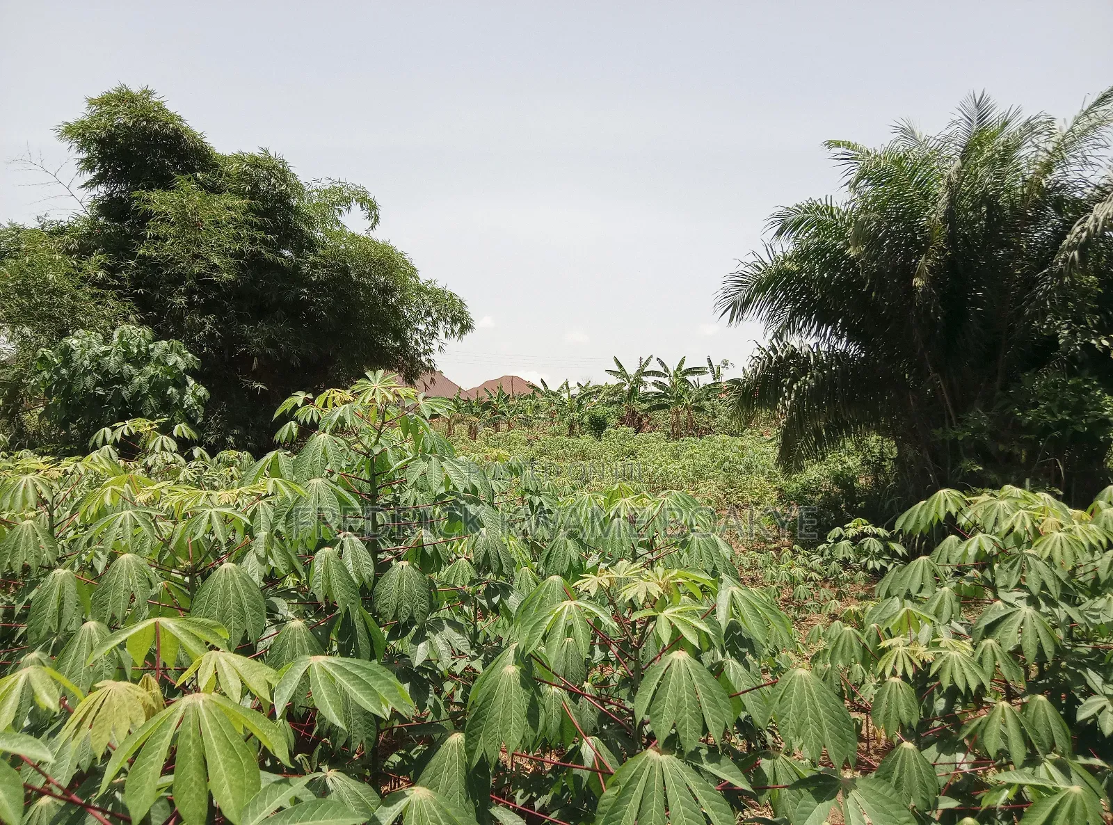 Half Plot of Land for Sale at Abuakwa DKC