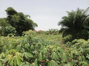Half Plot of Land for Sale at Abuakwa DKC