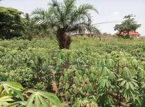 Half Plot of Land for Sale at Abuakwa DKC