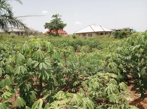 Half Plot of Land for Sale at Abuakwa DKC
