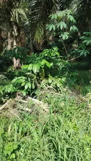 Farm Land for Sell at Very Affordable Price ,And Acres of Land