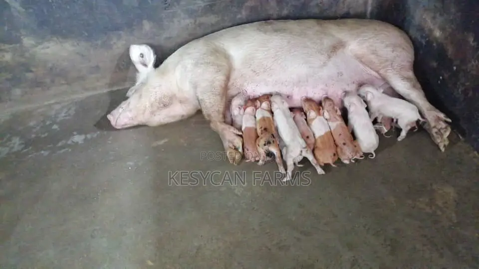 Pigs For Sale