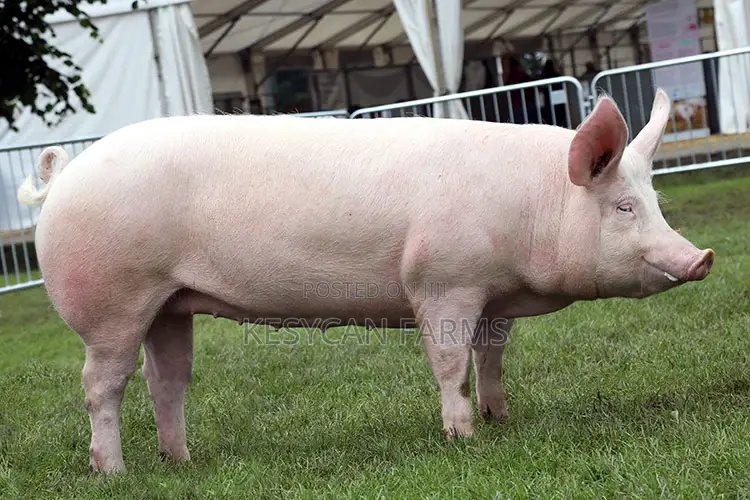 Pigs For Sale