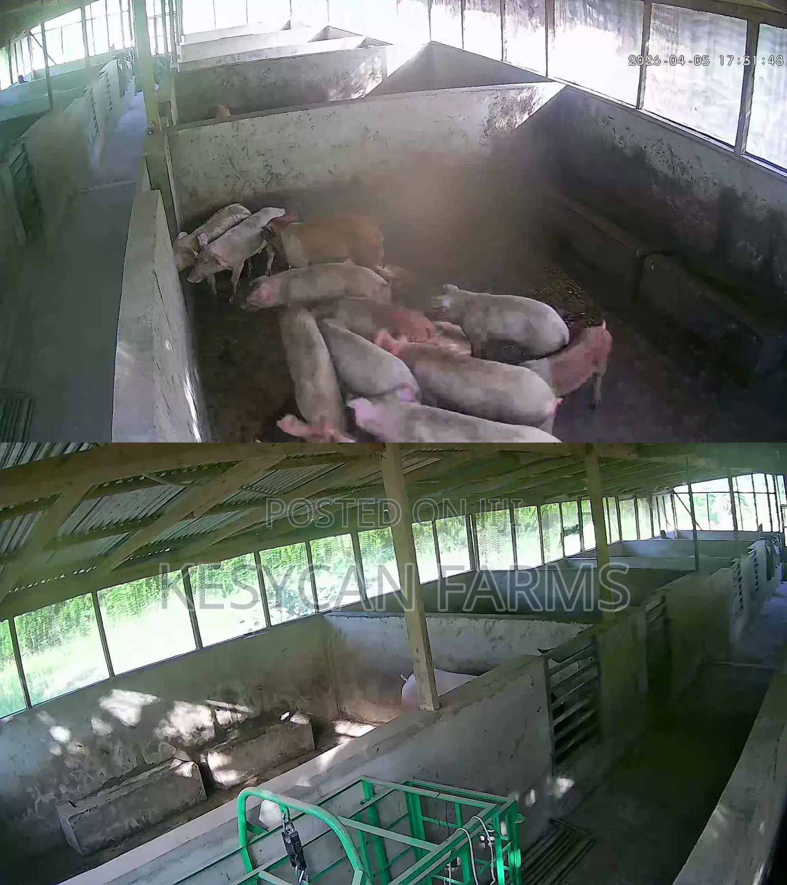 Pigs For Sale