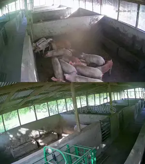 Pigs For Sale