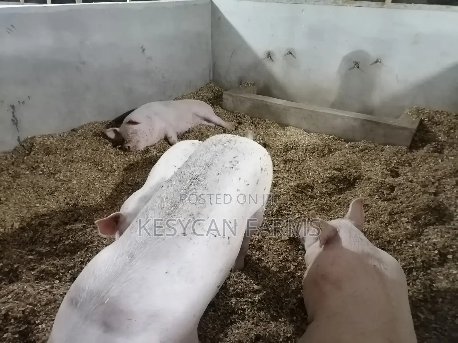 Pigs For Sale