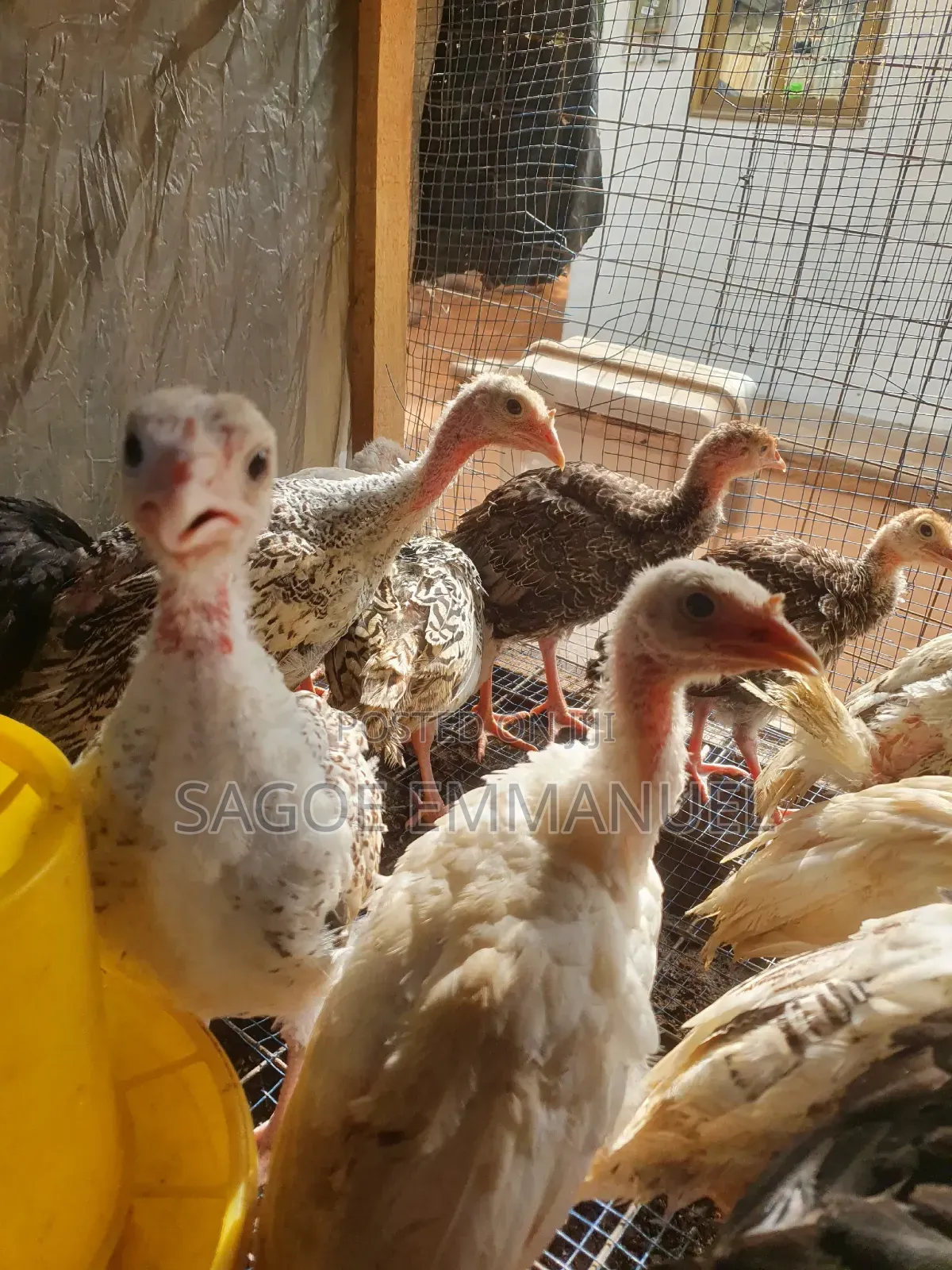 6 to 7 Weeks Old Turkeys for Sell