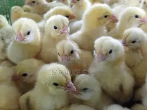 Broiler Day Old Chicks