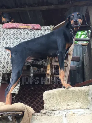 Solid Doberman Available for Crossing