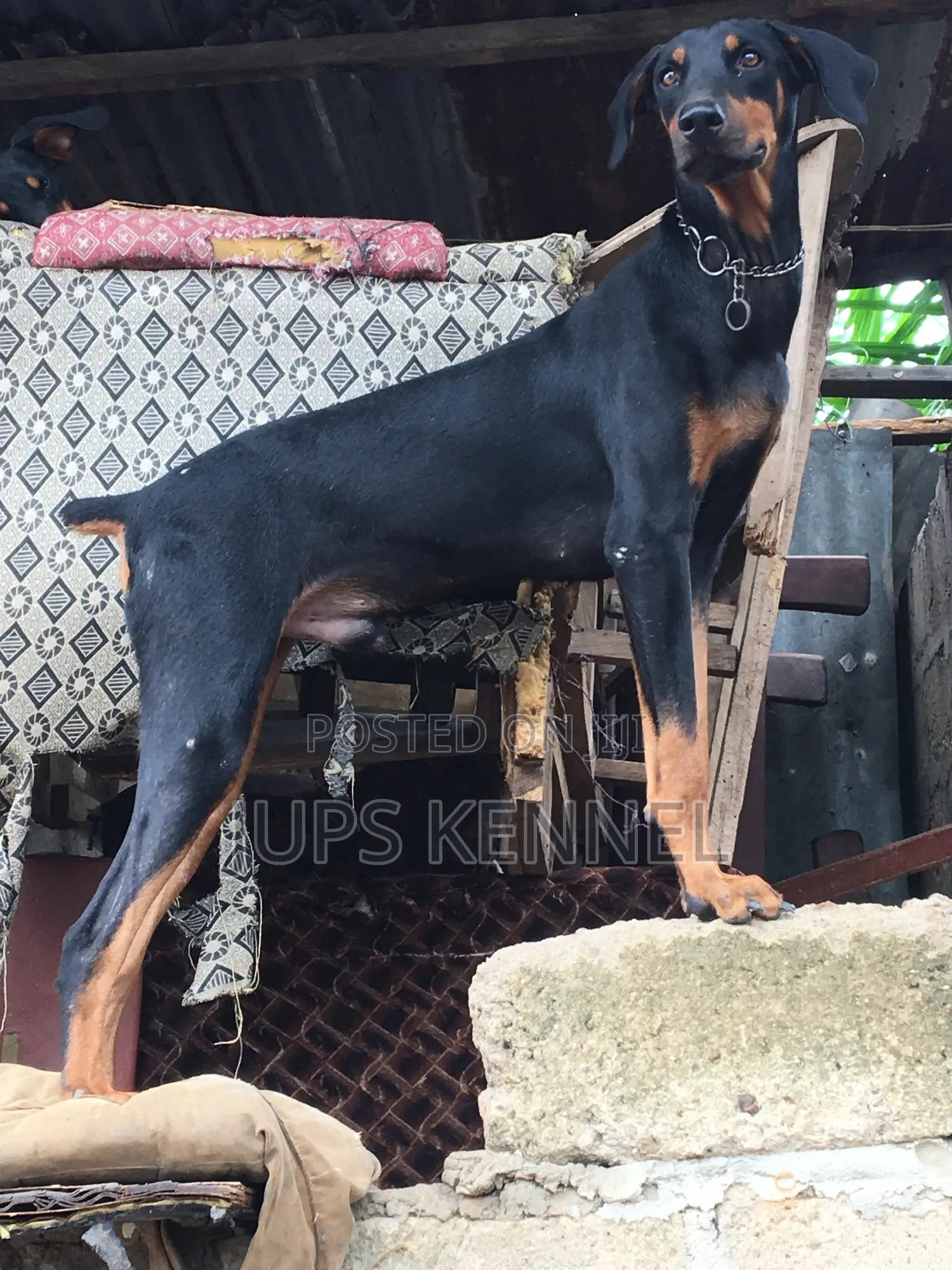 Solid Doberman Available for Crossing